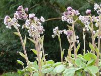 PETASITES FRAGRANS