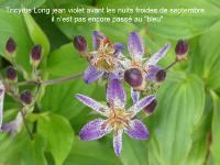 TRICYRTIS FORMOSANA V. GRANDIFLORA ‘LONG-JEN VIOLET’