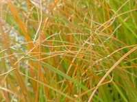 CAREX ‘TESTACEA ‘PRAIRIE FIRE’ 