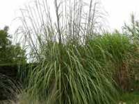 ERIANTHUS RAVENNAE 