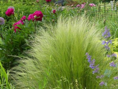 STIPA TENUISSIMA ( TENUIFOLIA )