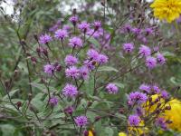 VERNONIA CRINITA 'MORVAN'
