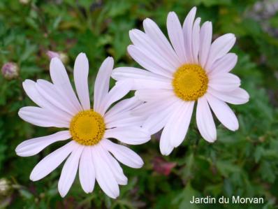 ARCTANTHEMUM ARCTICUM 'ROSEUM'