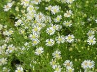 ASTER PRINGLEI ‘MONTE CASSINO’ 