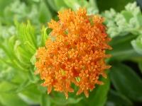 ASCLEPIAS TUBEROSA ssp INTERIOR