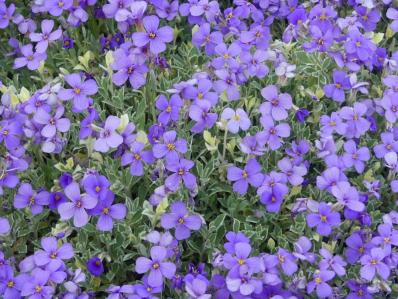 AUBRIETA 'SILBERRAND'