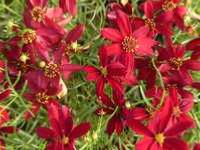 COREOPSIS VERTICILLATA ‘HOT PAPRIKA’