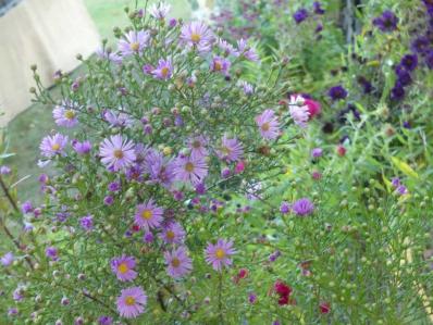 ASTER PRINGLEI 'PINK STAR'