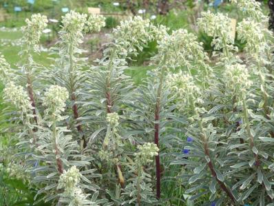 EUPHORBIA CHARACIAS ‘TASMANIAN TIGER’    