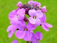 ERYSIMUM 'BOWLES MAUVE'