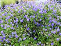 GERANIUM 'ROZANNE' (= GERANIUM JOLLY BEE')