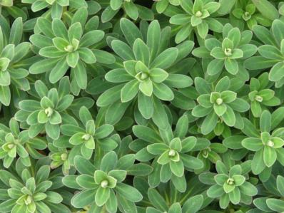 EUPHORBIA CHARACIAS ‘PORTUGUESE VELVET’