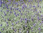 LAVANDULA 'RICHARD GRAY'