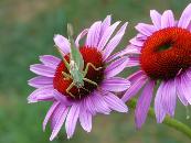 ECHINACEA PURPUREA RUBINSTERN - ECHINACEE POURPRE