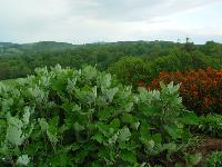 MACLEAYA CORDATA 