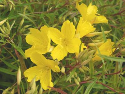 OENOTHERA 'AFRICAN SUN'