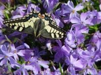 PHLOX SUBULATA 'EMERALD CUSHION BLUE'