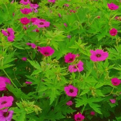 GERANIUM PSILOSTEMON 'BRESSINGHAM FLAIR'