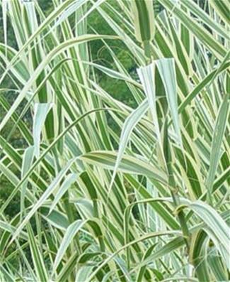 ARUNDO DONAX 'VARIEGATA'