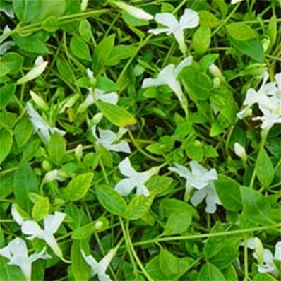 Vinca minor 'Alba'