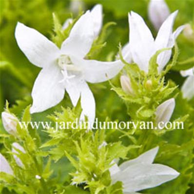 CAMPANULA POSCHARSKYANA 'SILBERREGEN'