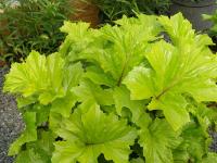 ACANTHUS 'HOLLARD'S GOLD'