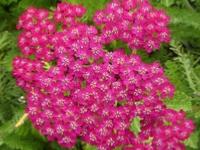 ACHILLEA 'VELOURS'
