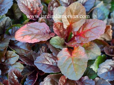 AJUGA REPTANS 'RAINBOW'