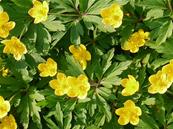 ANEMONE RANUNCULOIDES