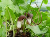 ARISARUM PROBOSCIDEUM