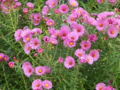 ASTER NOVAE-ANGLIAE 'HARRINGTON PINK'