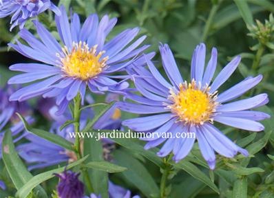 ASTER LAEVIS 'NOVEMBERBLAU'