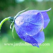 CAMPANULA PULLOIDES 'G.F. WILSON'
