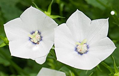 CAMPANULA 'JENNY' 