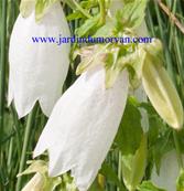 CAMPANULA PUNCTATA 'NANA ALBA'