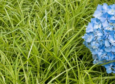 CAREX OSHIMENSIS 'EVERGOLD'