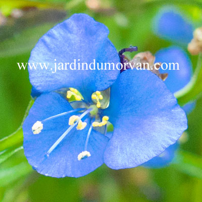 COMMELINA DIANTHIFOLIA