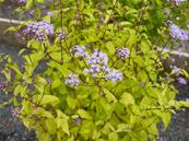 CONOCLINIUM COELESTINUM