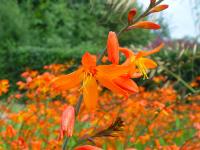 CROCOSMIA x CROCOSMIFLORA