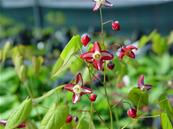 EPIMEDIUM X RUBRUM