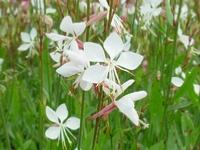 GAURA 'LINDHEIMERI'