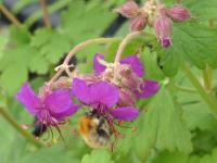 GERANIUM MACRORRHIZUM 'CZAKOR'