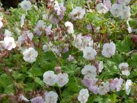 GERANIUM 'ST OLA'