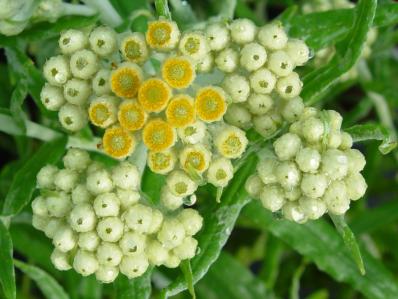 HELICHRYSUM 'SULPHUR LIGHT'