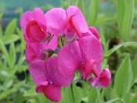 LATHYRUS LATIFOLIUS 'RED PEARL'