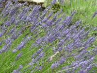 LAVANDULA INTERMEDIA 'DUTCH'