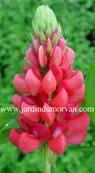 LUPINUS RED FLAME' (74)