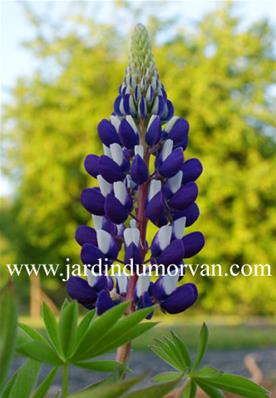 LUPINUS KASTELLAN'