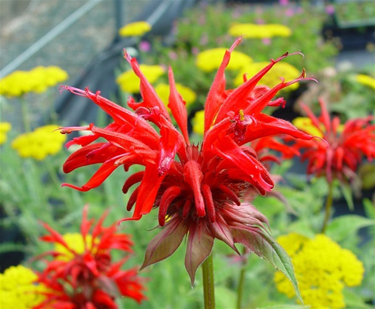 Monarda ‘Gardenview Scarlet’
