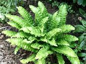ASPLENIUM SCOLOPENDRIUM 